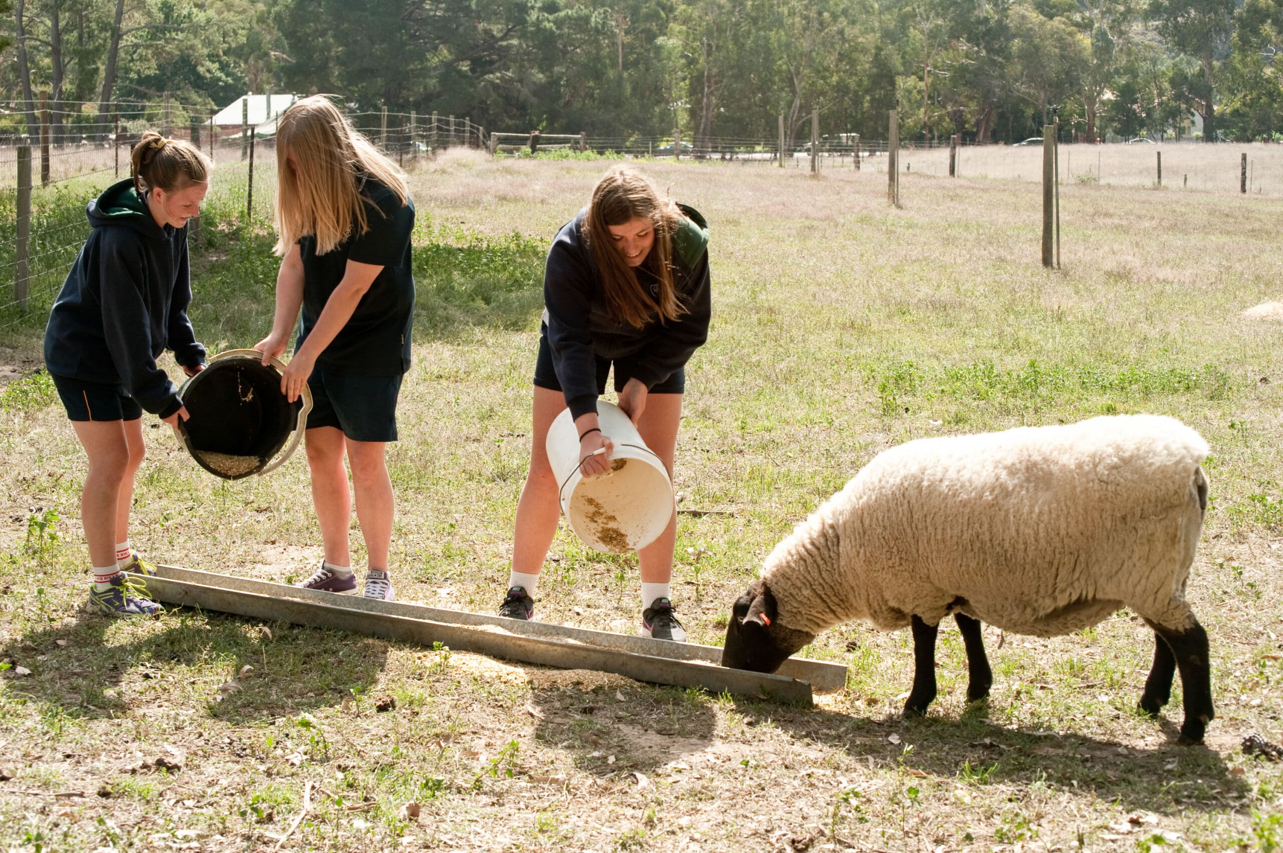 Certificate lll in Animal Care and Husbandry