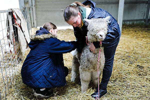 Animal Care and Husbandry Alpaca